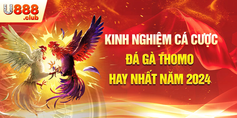 Kinh nghiệm cá cược đá gà Thomo hay nhất năm 2024