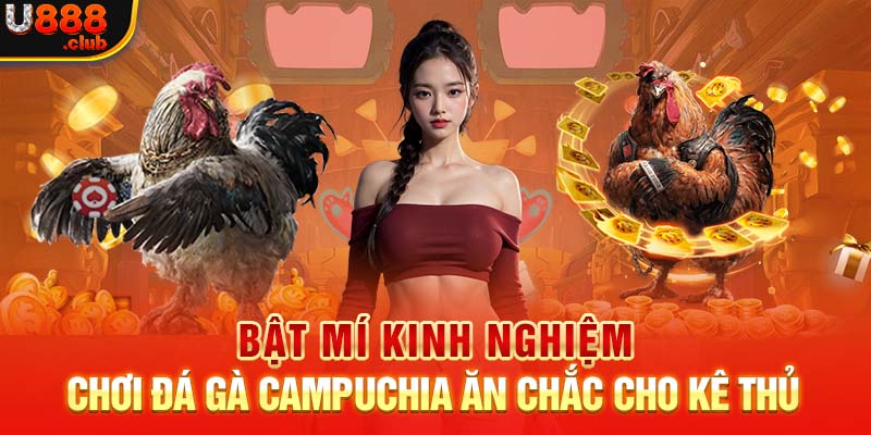 Bật Mí Kinh Nghiệm Chơi Đá Gà Campuchia Ăn Chắc Cho Kê Thủ